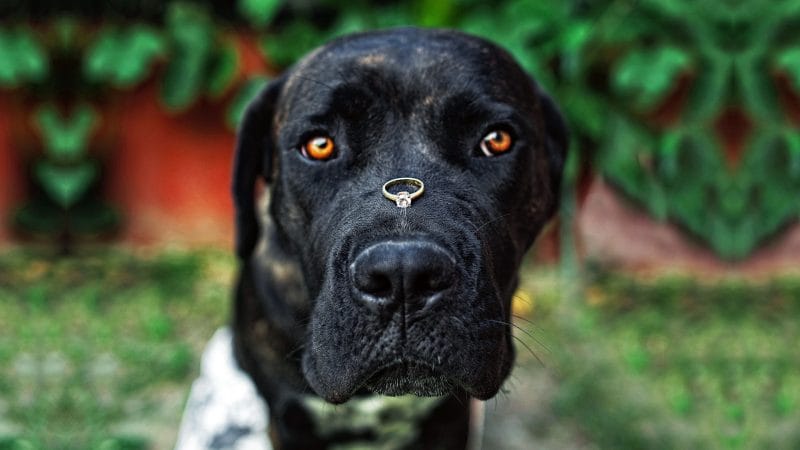 fotograf profesionist, fotograf nunta, fotograf nunta bucuresti, trash the dress munte, trash the dress